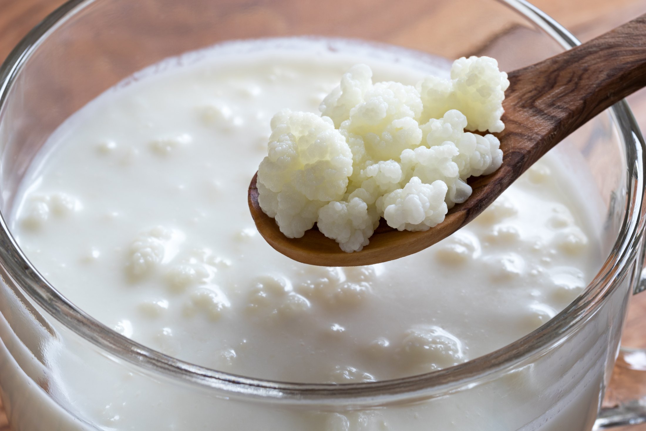 Milk kefir grains